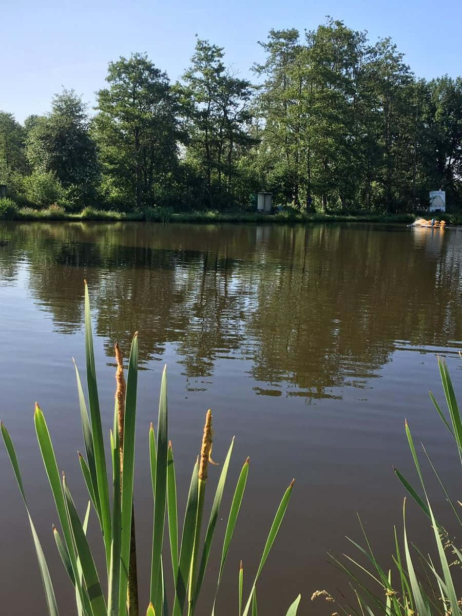 TEICH 3 -  GROßFORELLENTEICH