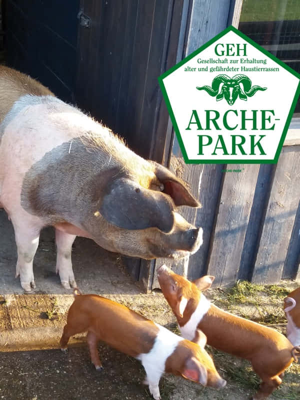 💶 Spende // Arche-Haustierpark